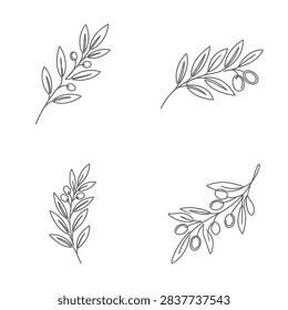 A set of four delicate hand drawn olive branches featuring slender leaves and small round olives depicted in a minimalist black and white line art sketch style