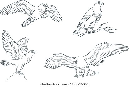 Set of four falcons in contours. Vector illustration