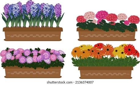 Set of four garden boxes with flowers. Pelargonium, chrysanthemum, gerbera, hyacinth.Vector illustration Summer bright colors