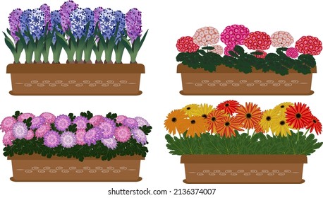 Set of four garden boxes s with flowers. Pelargonium, chrysanthemum, gerbera, hyacinth.Vector illustration Summer bright colors