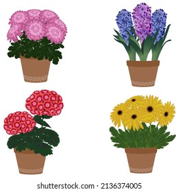 Set of four garden pots with flowers.Pelargonium,chrysanthemum, gerbera, hyacinth.Vector illustration