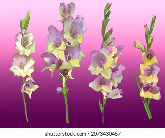 Set of four gladiolus branches for design isolated on a gradient background