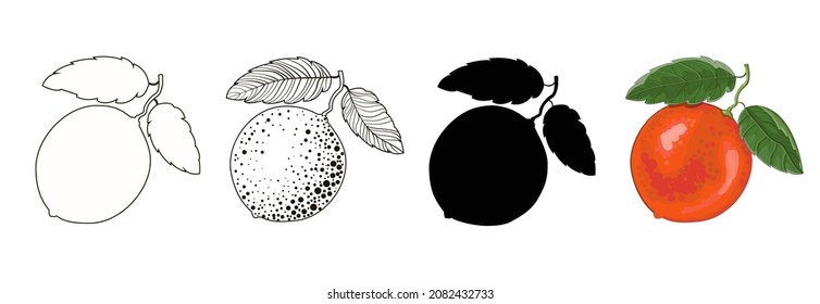 Set of four grapefruits on a branch with two leaves - outline style, doodle, cartoon and black silhouette of a grapefruit. Stock vector illustration isolated on a white background.