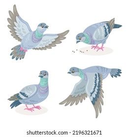 Set of four gray doves in different poses. Pigeons fly, sit, peck. In cartoon style. Isolated on white background. Vector illustration.