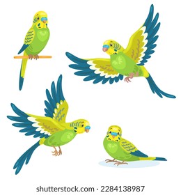 Set of four green budgerigars in different poses, flying and sitting. In cartoon style. Isolated on white background. Vector illustration.