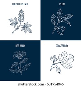 Set of four hand drawn eatable and medicinal plants, horsechestnut, plum, bee balm, gooseberry. Vector illustration