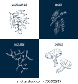 Set of four hand drawn eatable and medicinal plants Vector illustration