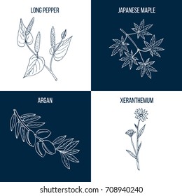 Set of four hand drawn eatable and medicinal plants Vector illustration