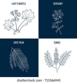 Set of four hand drawn eatable and medicinal plants Vector illustration