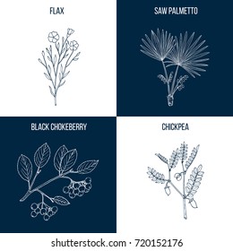 Set of four hand drawn eatable and medicinal plants Vector illustration