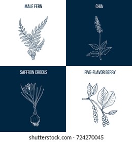 Set of four hand drawn eatable and medicinal plants Vector illustration