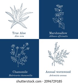 Set of four hand drawn medicinal plants Vector illustration