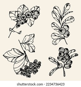 Set of four hand drawn still lifes with berries. Summer, fall harvest. Minimalistic abstract background with blueberry, currant. Organic natural illustrations. Vintage abstract poster.