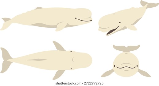 Um conjunto de quatro ilustrações retratando baleias beluga em várias poses e vistas.