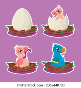 A set of four illustrations. The stages of the parrot's maturation. From egg to chick.