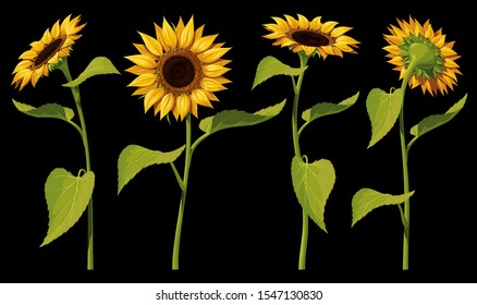 A set of four isolated sunflower flowers with leaves and stems, in different angles, on a black background. Vector illustration.