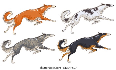 Set of four jumping russian wolfhounds. Examples of various coats, pedigree borzoi dogs. Vector isolated on white background. Red, blue-brindle, black with tan trimm, black and white coats.