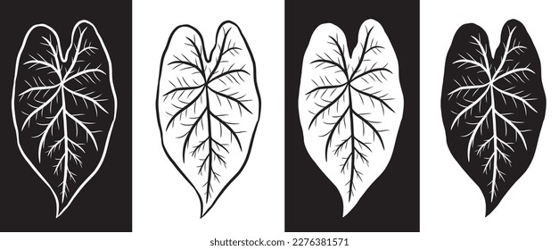 Set of four Leaf of Nephthytis or Caladium Syngonium Podophyllum in black and white colors. Isolated vector images can be used separately or together.