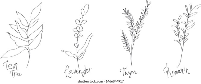 
set of four leaves. Sprigs with useful plants. tea tree, lavender, thym and romarin. drawing by hand