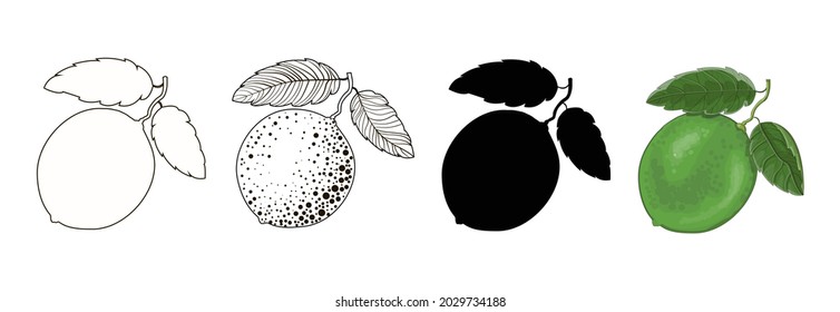 A set of four limes on a twig with two leaves - in the style of outline, doodle, cartoon and black silhouette of lime. Stock vector illustration isolated on a white background.