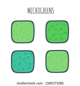Set of four microgreens in boxes. Top view with Microgreens lettering above. Flat trendy hand drawn style. Isolated on white background. 