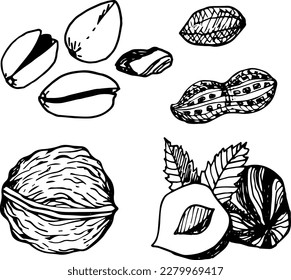 Set of four nuts, walnuts, hazelnuts, peanuts and pistachios. Hand drawn doodle stile illustration