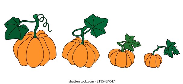 Set of four orange pumpkins in hand-drawn style. Design element for Halloween or October harvest festival. Isolated on white vector illustration.
