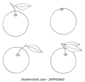 Set of four oranges with leaves on white background in the Delightful garden collection