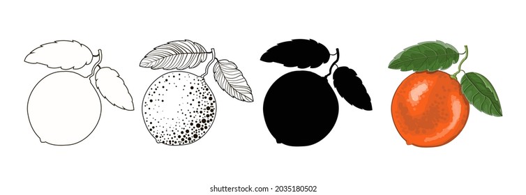 Set of four oranges on a branch with two leaves - outline style, doodle, cartoon and black silhouette of an orange. Stock vector illustration isolated on a white background.
