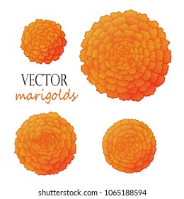 Set of four outline orange marigolds