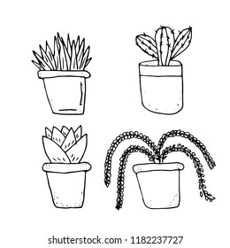 The set of four plants in pots. Vector illustration. Hand drawn. 