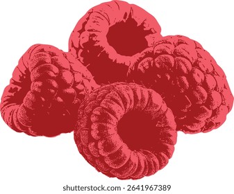 Set of four raspberry illustrations in retro engraving style, natural food design. Great for branding rustic organic products, fruit collection prints, or harvest-themed visuals.