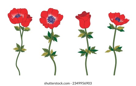 Set of four red Anemone flowers. Blossomed floral plant, blooms and leaf. Vector illustration isolated on white background.