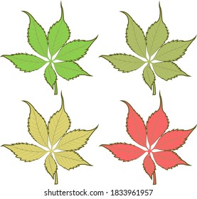 A set of four sheets of different colors. Vector of different tree leaves.