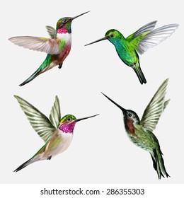 Набор из четырех маленьких птиц колибри