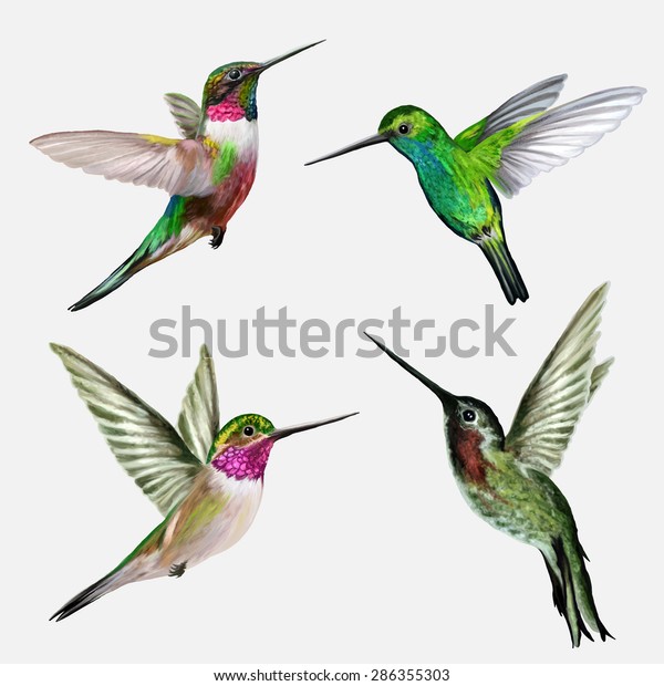 Set four small bird
hummingbird