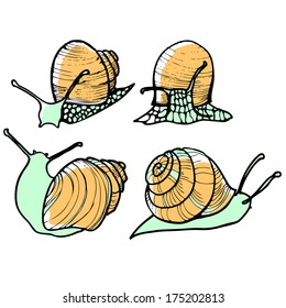 Set of four snails on a white background