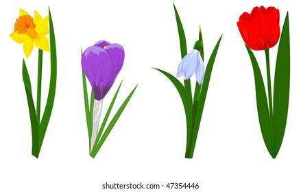 Set of four spring flowers narcissus, crocus, snowdrop and tulip