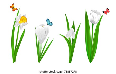 Set of four spring flowers narcissus, crocus, snowdrop and tulip