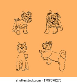Set of four standing poses of the Yorkshire Terrier. Linear sketches of a small dog