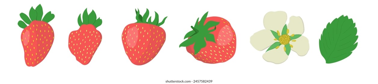 A set of four strawberries (with shadows and glares), flower and leaf, isolated on white backdrop (background). Food. Vector illustration. 