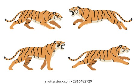 Set of four tiger illustrations showing different dynamic movement poses including prowling and pouncing isolated on white background.