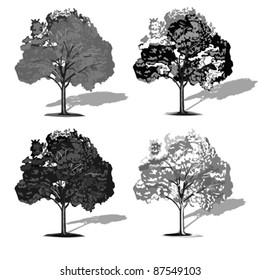 set of four trees isolated on white background, vector