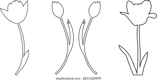 A set four tulip