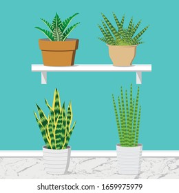 Vier Sorten Sansevieria mit Marmorboden und ästhetischer Wand für Ihr Projekt mit Innenbereich