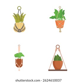 Set of four various indoor plants in stylish hanging pots isolated on white background
