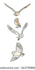 Set of four vector barn owls isolated on white background.