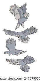 Set of four vector flying great grey owls ( great gray owls) isolated on white background.