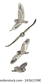 Set of four vector flying short-eared owls isolated on white background.