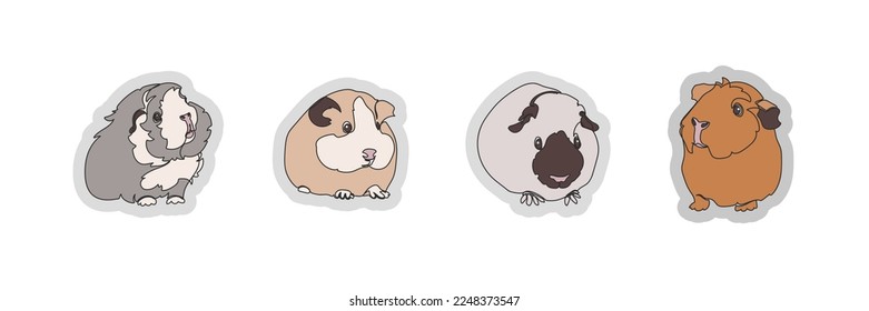 Set of four vector guinea pigs isolated on white background. Vector illustration.